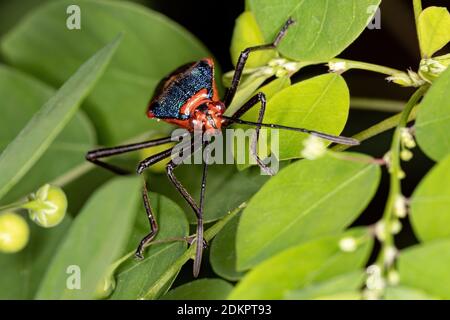 Foliaire à pied Bug de l'espèce Sphictyrtus chrysis Banque D'Images