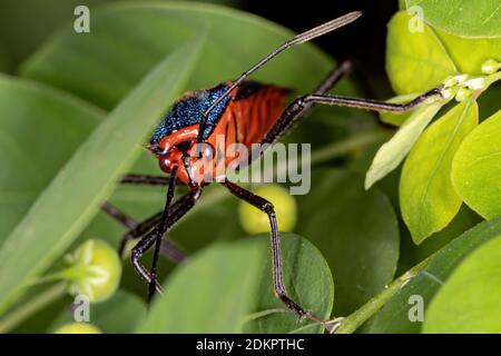 Foliaire à pied Bug de l'espèce Sphictyrtus chrysis Banque D'Images