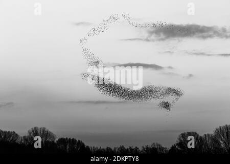 Troupeau d'oiseaux faisant une belle et parfaite forme dans le ciel, au-dessus de quelques arbres Banque D'Images