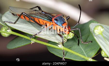 Bug à pieds feuilles de l'espèce Sphictyrtus chrysis Banque D'Images