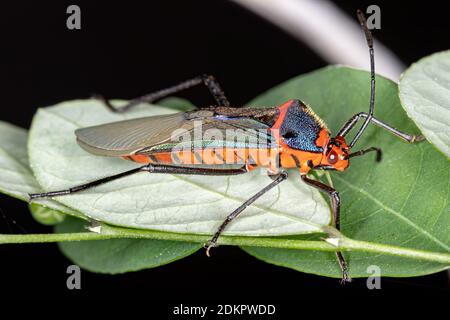 Bug à pieds feuilles de l'espèce Sphictyrtus chrysis Banque D'Images