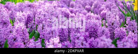 Bannière printanière de beaux jacinthes violettes. Panorama paysage, espace de copie - image Banque D'Images