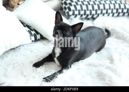 chihuahua noir cobby sur fond clair avec oreillers. Il regarde. Banque D'Images
