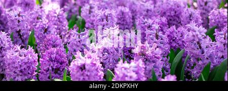 Bannière printanière de beaux jacinthes violettes. Panorama paysage, espace de copie - image Banque D'Images