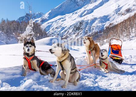 Les chiens de traîneau Husky Sibérien, Breuil-Cervinia, vallée d'aoste, Italie Banque D'Images