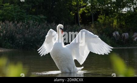 le cygne silencieux répand les ailes Banque D'Images