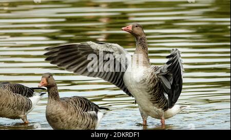 l'oie des graylag étend les ailes Banque D'Images