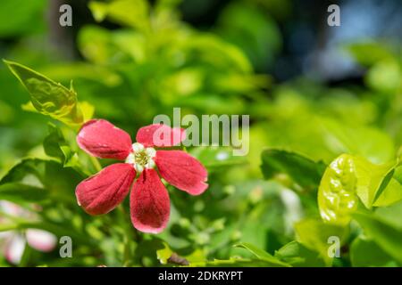 Combretum indicum, également connu sous le nom de vitesse rampante de Rangoon ou chèvrefeuille de Chine, est une vigne avec des grappes de fleurs rouges et indigène à l'Asie tropicale. Séle utilisé Banque D'Images