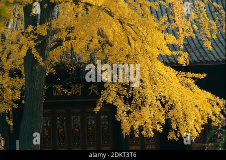 Les Ginkgo brillent en or dans le temple de Daci en hiver dans le district de Jinjiang, ville de Chengdu, sud-ouest de la Chine, province du Sichuan, 12 décembre 20 Banque D'Images