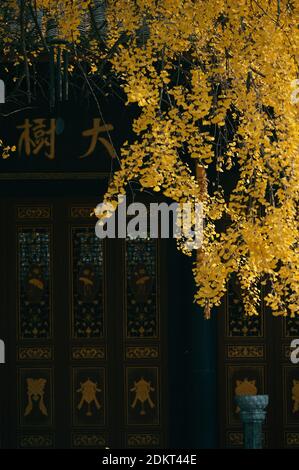 Les Ginkgo brillent en or dans le temple de Daci en hiver dans le district de Jinjiang, ville de Chengdu, sud-ouest de la Chine, province du Sichuan, 12 décembre 20 Banque D'Images