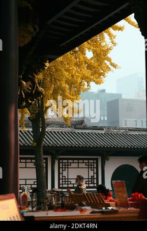 Les Ginkgo brillent en or dans le temple de Daci en hiver dans le district de Jinjiang, ville de Chengdu, sud-ouest de la Chine, province du Sichuan, 12 décembre 20 Banque D'Images