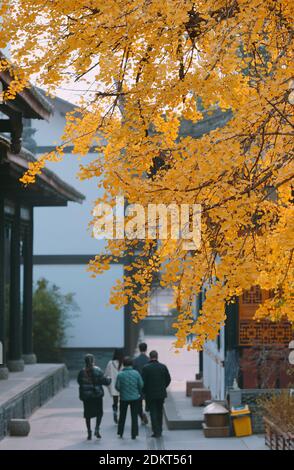 Les Ginkgo brillent en or dans le temple de Daci en hiver dans le district de Jinjiang, ville de Chengdu, sud-ouest de la Chine, province du Sichuan, 12 décembre 20 Banque D'Images