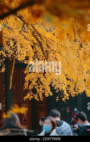 Les Ginkgo brillent en or dans le temple de Daci en hiver dans le district de Jinjiang, ville de Chengdu, sud-ouest de la Chine, province du Sichuan, 12 décembre 20 Banque D'Images