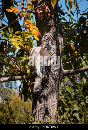 Chat sur un arbre. Chat grimpant Banque D'Images