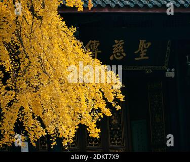 Les Ginkgo brillent en or dans le temple de Daci en hiver dans le district de Jinjiang, ville de Chengdu, sud-ouest de la Chine, province du Sichuan, 12 décembre 20 Banque D'Images