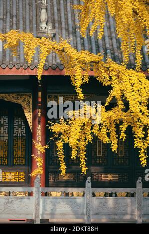 Les Ginkgo brillent en or dans le temple de Daci en hiver dans le district de Jinjiang, ville de Chengdu, sud-ouest de la Chine, province du Sichuan, 12 décembre 20 Banque D'Images