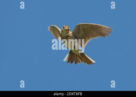 Tijdens Veldleeuwerik zangvlucht ; Alouette des champs en chanson flight Banque D'Images