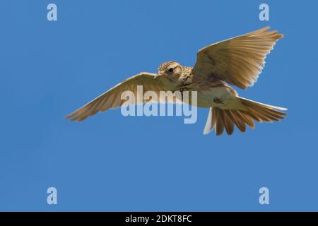 Tijdens Veldleeuwerik zangvlucht ; Alouette des champs en chanson flight Banque D'Images