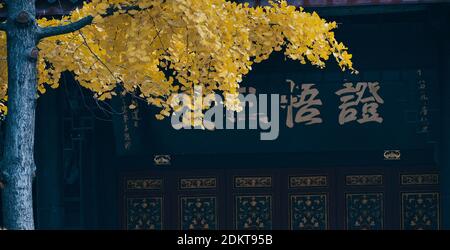 Les Ginkgo brillent en or dans le temple de Daci en hiver dans le district de Jinjiang, ville de Chengdu, sud-ouest de la Chine, province du Sichuan, 12 décembre 20 Banque D'Images