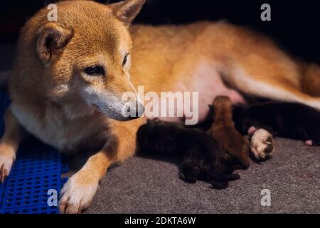 Shiba Inu Chien Mere Eleve Actuellement Un Nouveau Bebe Chiots Et Maman Japonais Photo Stock Alamy