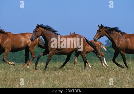 Troupeau de chevaux anglo-arabes, à travers galopante Meadow Banque D'Images