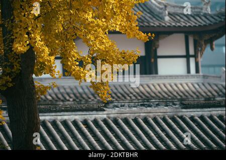 Les Ginkgo brillent en or dans le temple de Daci en hiver dans le district de Jinjiang, ville de Chengdu, sud-ouest de la Chine, province du Sichuan, 12 décembre 20 Banque D'Images