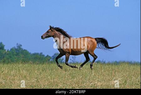 Anglo Arab Horse Galloping Banque D'Images