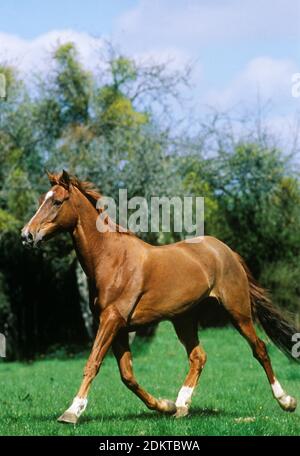 Le cheval arabe anglo-saxon Banque D'Images