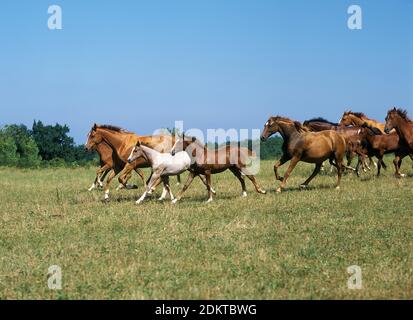 Troupeau de chevaux anglo-arabes, à travers galopante Meadow Banque D'Images