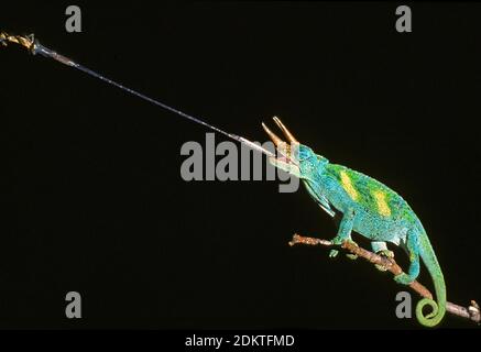 Chameleon de Jackson, chamaeleo jacksoni, Homme frappant à une insecte Banque D'Images