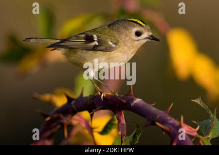 Goudhaan op takje ; Goldcrest sur branch Banque D'Images