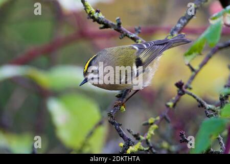 Goudhaan op takje ; Goldcrest sur branch Banque D'Images