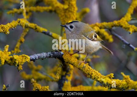 Goudhaan op takje ; Goldcrest sur branch Banque D'Images