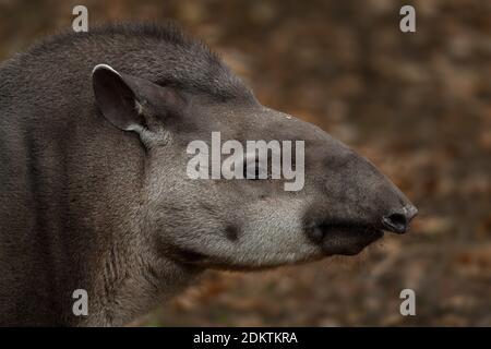 Tapir d'Amérique du Sud - Tapirus terrestris, grand mammifère timide des forêts et buissons d'Amérique du Sud, Équateur. Banque D'Images