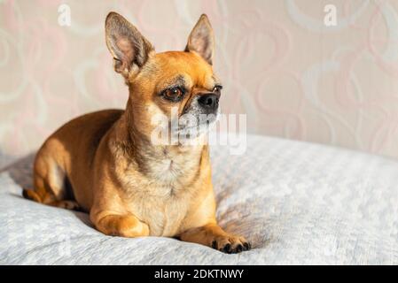 Petit chien chihuahua mignon couché sur une couverture blanche avec la lumière du soleil de la fenêtre. Portrait d'un jeune animal curieux. En regardant directement sur le côté. Banque D'Images