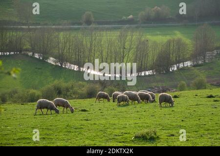 Moutons dans la vallée de Crevon, au printemps, à Saint-Aignan-sur-Ry (nord de la France) Banque D'Images