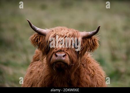 Highland Cow à Glen Nevis, Scottish Highlands regarde directement la caméra Banque D'Images