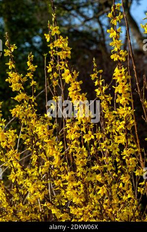 Forsythia x intermedia 'week End' (Courtalyn) une floraison printanière d'hiver plante arbustive qui a une fleur jaune printanière et sans feuilles en pleine floraison Banque D'Images