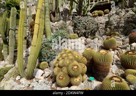 Exposition de Cactus, Cacti et succulents au jardin Exotique de Monaco, jardin exotique ou jardin botanique de Monaco Banque D'Images