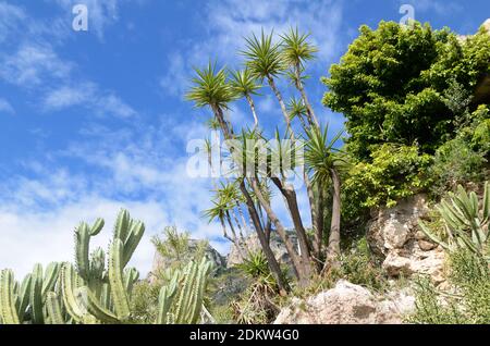 Exposition de Cactus, Cacti et succulents au jardin Exotique de Monaco, jardin exotique ou jardin botanique de Monaco Banque D'Images