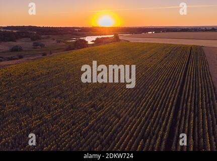Scène magique de tournesols jaune vif d'en haut dans la soirée. Photo du concept d'écologie. Industrie agraire. Papier peint parfait. Photographie de drone. Banque D'Images