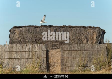 Cabane de pêche au bord de l'étang de Canet-en-Roussillon (sud de la France) Banque D'Images