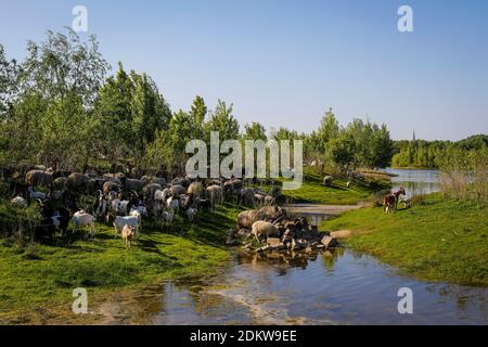 Wesel, Rhénanie-du-Nord-Westphalie, Basse-Rhin, Allemagne, Lippe, vue d'un troupeau de moutons et de chèvres dans la plaine inondable renaturisée au-dessus du Lippemuendung Banque D'Images