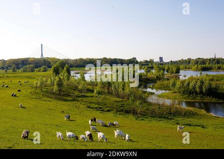 Wesel, Rhénanie-du-Nord-Westphalie, Basse-Rhin, Allemagne, Lippe, vue d'un troupeau de moutons et de chèvres dans la plaine inondable renaturisée au-dessus du Lippemuendung Banque D'Images