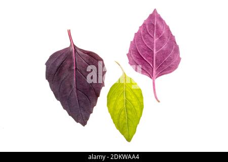 leafs of fresh dark purple basil  and  green basil cutout on the white background. Stock Photo