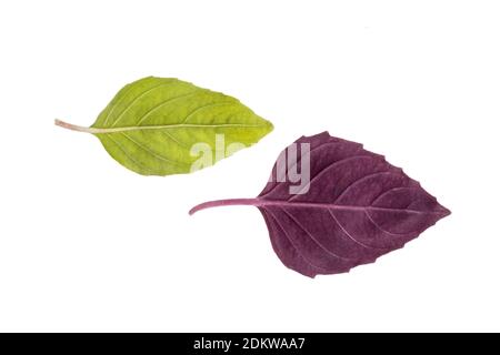 leafs of fresh dark purple basil  and  green basil cutout on the white background. Stock Photo