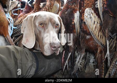 Photo de tête d'un chien obéissant Weimaraner avec un chasseur entouré de faisans morts lors de la chasse en Slovaquie Banque D'Images