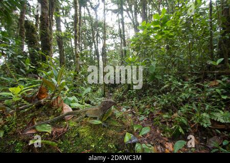 Lézard en bois à gorge rouge (Enyalioides rubrigularis) dans son habitat naturel, forêt tropicale montagnarde mossy au-dessus de la vallée du Rio Nangaritza dans la Cordillère del Banque D'Images