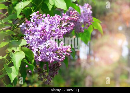 Fleurs de lilas aux pétales violets. Paysage romantique de printemps, en gros plan. Mise au point sélective, arrière-plan flou au soleil. Banque D'Images