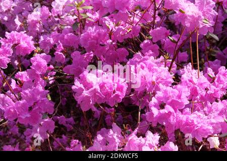 Le Rhododendron est en pleine floraison dans le parc de la ville, en gros plan. Des fleurs violettes douces poussent dans le jardin. Aménagement paysager et décoration au printemps. Banque D'Images